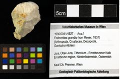 Foto (Objekt + Etiketten) von Eodromites grandis (von Meyer, 1857) 